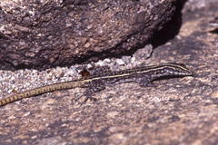 Platysaurus intermedius