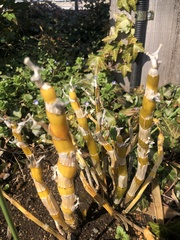 Angiospermae