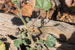 Abutilon malvifolium