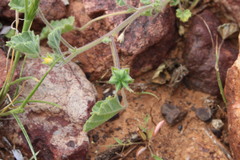 Abutilon malvifolium