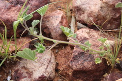 Abutilon malvifolium