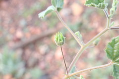 Abutilon malvifolium