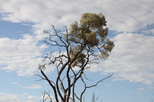 Boree (Acacia tephrina)