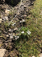 Lomatium piperi