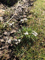 Lomatium piperi