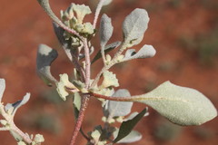 Atriplex angulata