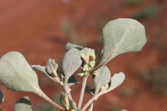 Atriplex angulata