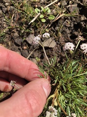 Lomatium piperi