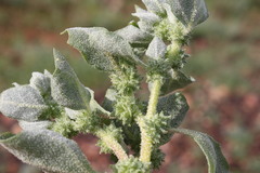Atriplex fissivalvis