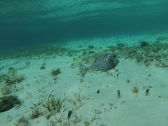 Lactophrys bicaudalis