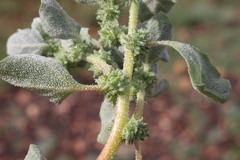 Atriplex fissivalvis