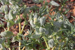Atriplex fissivalvis