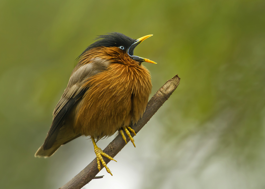 Brahminy Starling