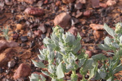 Atriplex fissivalvis
