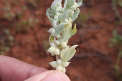Atriplex holocarpa