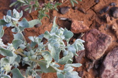 Atriplex holocarpa