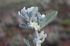 Atriplex holocarpa