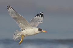 Pallas's Gull photo 3