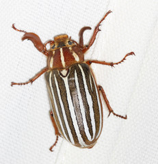 Polyphylla decemlineata