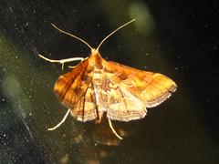 Elophila turbata