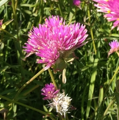 Gomphrena pulchella