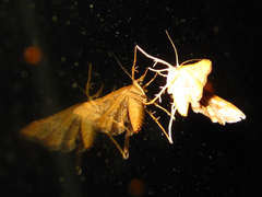 Elophila turbata