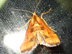 Diasemia accalis