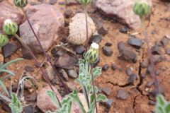 Dichromochlamys dentatifolia