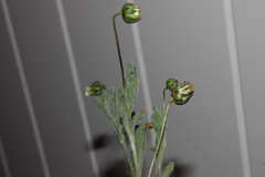 Dichromochlamys dentatifolia