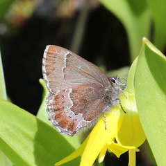 Callophrys mossii