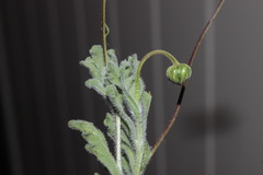 Dichromochlamys dentatifolia