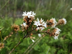 Epacris lanuginosa