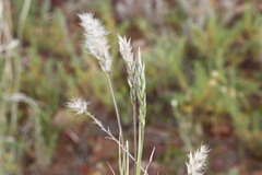 Enneapogon polyphyllus