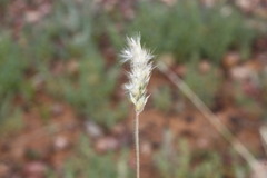 Enneapogon polyphyllus