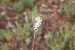 Enneapogon polyphyllus