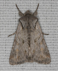 Lacinipolia patalis