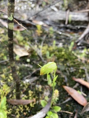 Pterostylis hispidula