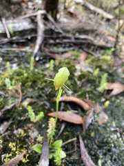 Pterostylis hispidula