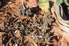 Euphorbia drummondii