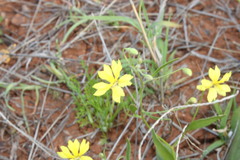 Goodenia fascicularis