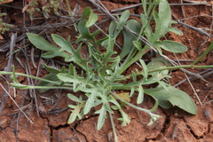 Goodenia fascicularis