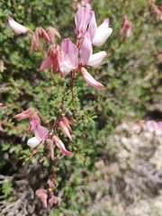 Ononis fruticosa
