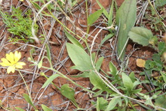 Goodenia fascicularis
