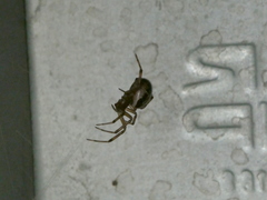 Steatoda nobilis