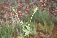 Hibiscus brachysiphonius