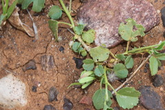 Hibiscus brachysiphonius