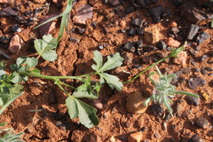 Hibiscus brachysiphonius