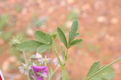 Hibiscus brachysiphonius