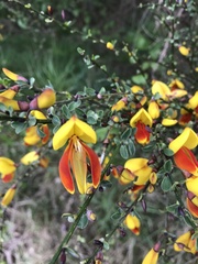 Cytisus scoparius andreanus