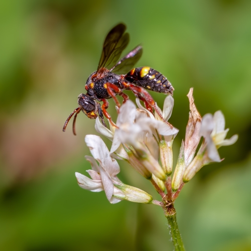 Fervid Nomad Bee